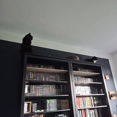 Ein Foto von einer Regalwand. An den Enden sitzen die Kater Cooper und Bela. Wie Gargoyles überwachen sie das Geschehen im Zimmer unter ihnen, immer auf der Suche nach dem nächsten Opfer. Oder dem passenden Moment, um Knäule Katzenhaare im 2m Höhe hervorzuwürgen und die Gravitation in der Funktionsweise empirisch zu bestätigen.