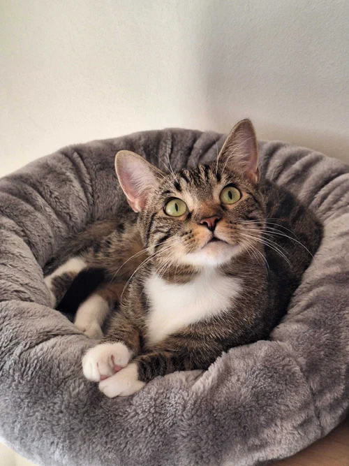 Ein Foto von der Pflegekatze Maya in einer Schlafmulde eines Kratzbaums.