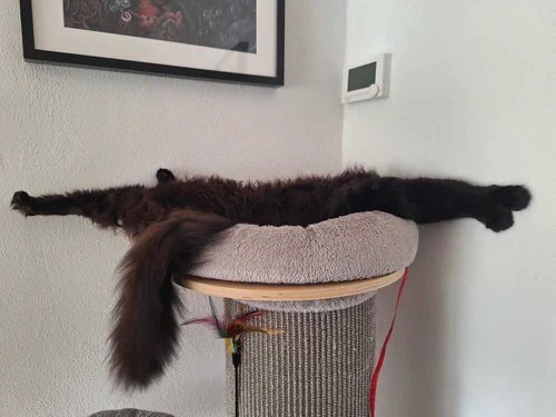 Kater Bela beim Yoga in der obersten Plattform seines kleinen Katzbaums. Die Position heißt waagerechtes Senkloot mit Hühnerfüsen. Mit dieser Stellung und dem Satz des Pythagoras kann man auch ermitteln, ob die Zimmerecke rechtwinklig ist.