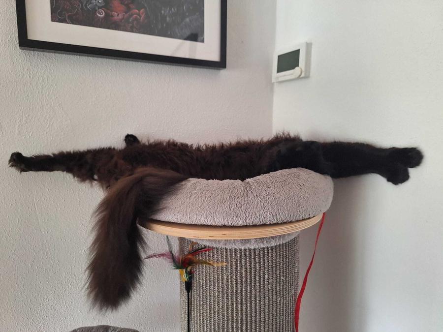 Kater Bela beim Yoga in der obersten Plattform seines kleinen Katzbaums. Die Position heißt waagerechtes Senkloot mit Hühnerfüsen. Mit dieser Stellung und dem Satz des Pythagoras kann man auch ermitteln, ob die Zimmerecke rechtwinklig ist.
