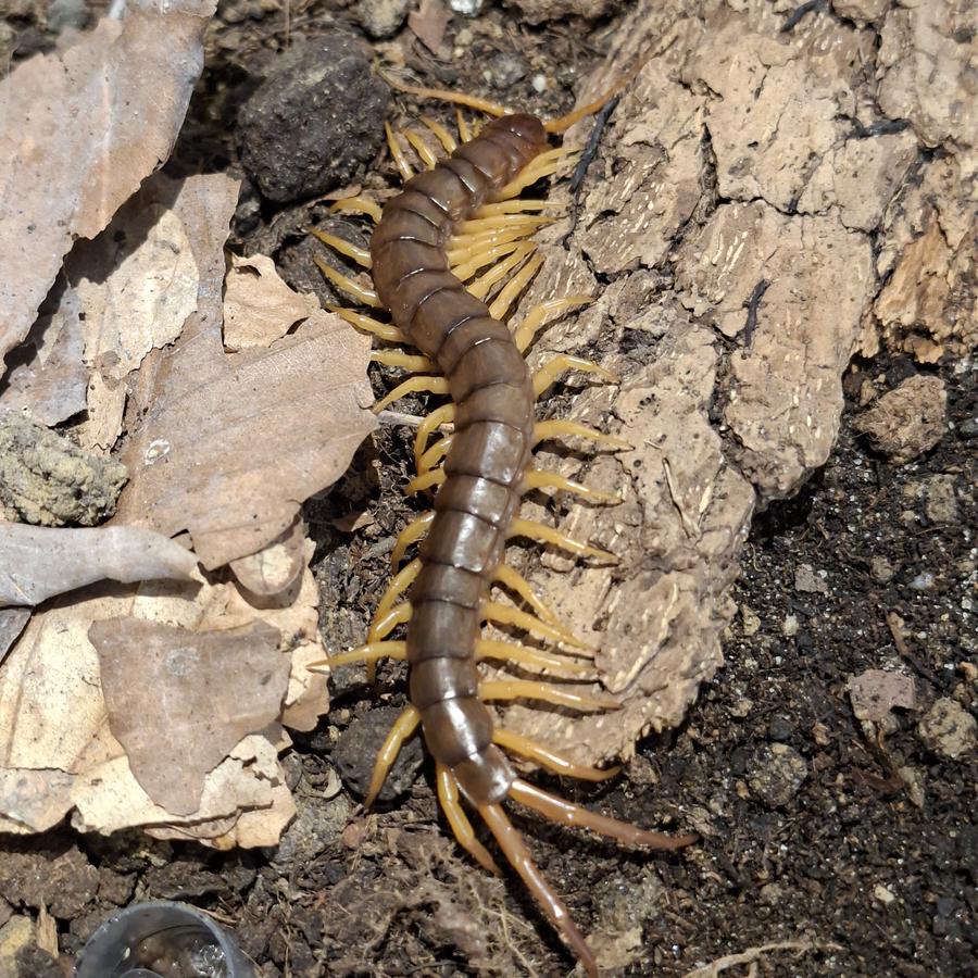 Ein Foto von einem subadulten Scolopendra dehaani (Riesenhundertfüßer aus Asien), Nachzucht 2025. Das Tier stammt von Elterntieren mit orangefarbenen Beinen, hat selber jedoch gelbe Laufbeine.