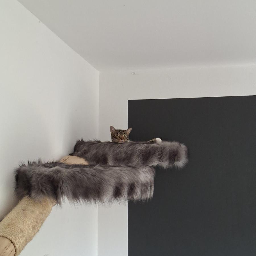 Ein Foto von einem Kletterstamm an einer Zimmerwand. Man sieht zwei von vier Liegeflächen. An der höchstgelegenen Fläche guckt ein kleines Köpfchen einer Katze hervor. Ihr Name: Maya. Ihre Hobbies: Klettern, raufen, Dinge zerstören; Unheil über die Welt bringen. Und mit Ohrenstäbchen spielen.