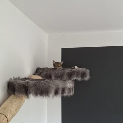 Ein Foto von einem Kletterstamm an einer Zimmerwand. Man sieht zwei von vier Liegeflächen. An der höchstgelegenen Fläche guckt ein kleines Köpfchen einer Katze hervor. Ihr Name: Maya. Ihre Hobbies: Klettern, raufen, Dinge zerstören; Unheil über die Welt bringen. Und mit Ohrenstäbchen spielen.