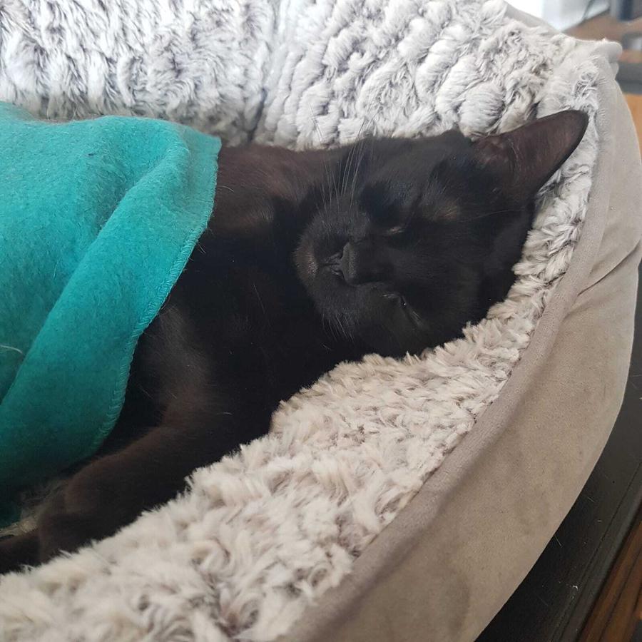 Ein Foto der schwarzen Katze Arya, die in einer Liegemulde liegt, und mit ihrer Kuscheldecke zugedeckt ist. Diese Decke begleitete sie ihr gesamtes Leben durch unterschiedliche Stationen und ist ihr kleines Heiligtum.