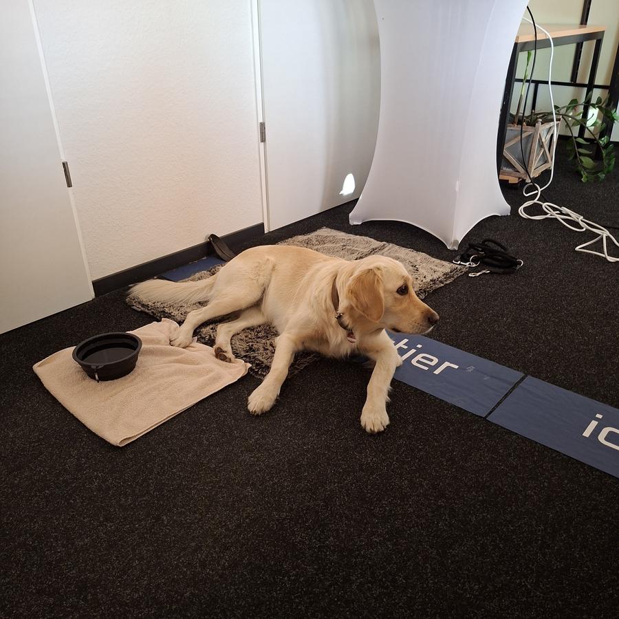 Büro-Hund Susi liegt auf ihrer Decke.