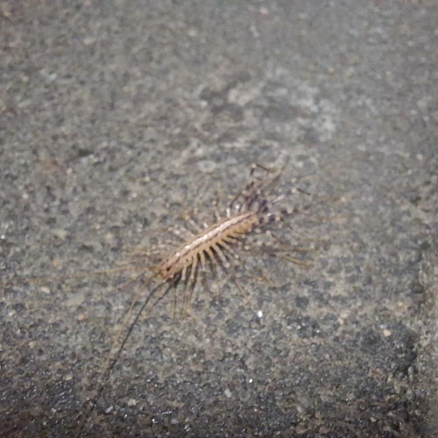 Ein mitteleuropäischen Spinnenläufer.
