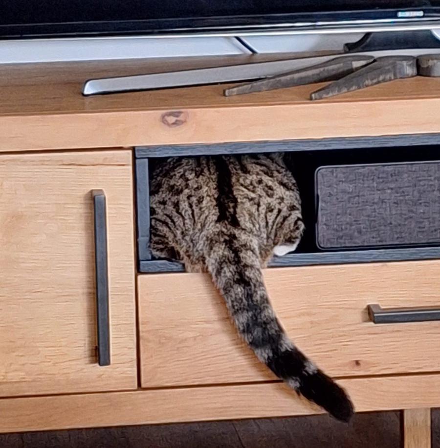 Ein Foto von einem TV-Element. Gast-Katze Maya bezieht die Parzelle, die originär für den VHS-Rekorder vorgesehen war.